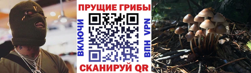 Псилоцибиновые грибы Psilocybine cubensis  Купить где  Зуевка 